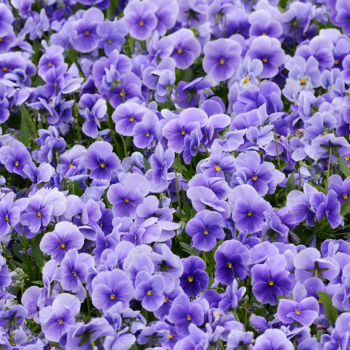 violet essential oil