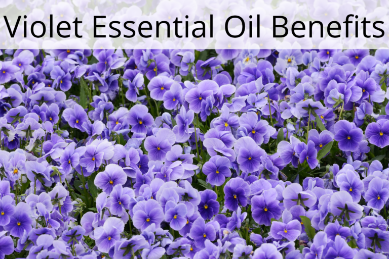 5 Amazing Violet Essential Oil Benefits and Uses