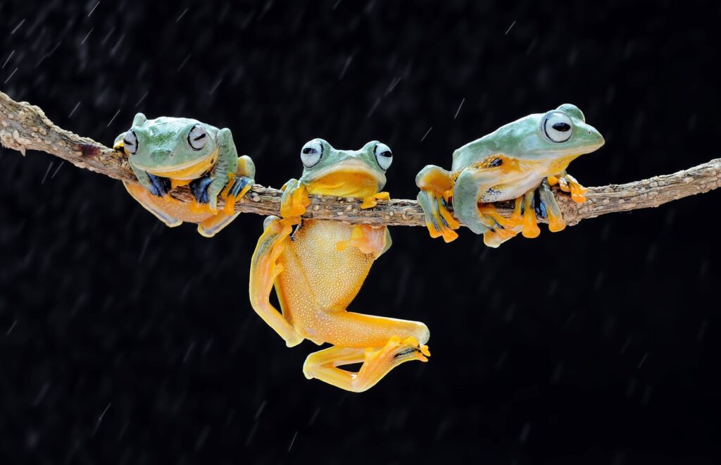DREAMING ABOUT FROGS