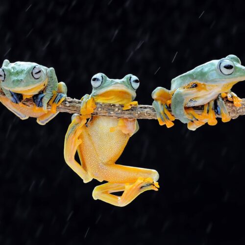 Dreaming About Frogs – Meaning & Interpretation of Frog Dreams