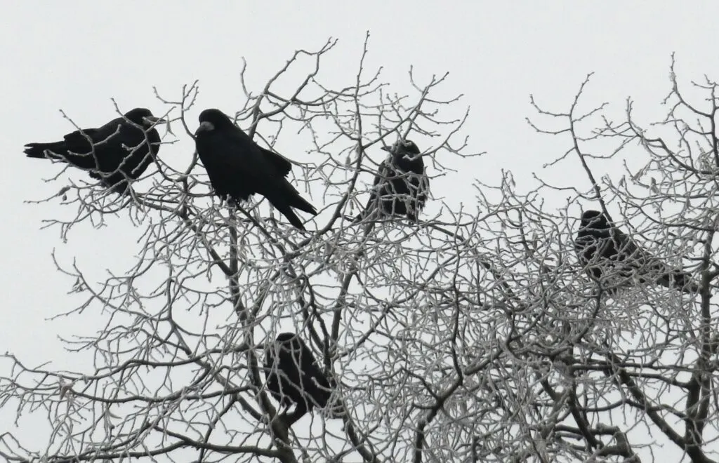 symbolism number of crows meaning