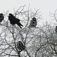symbolism number of crows meaning