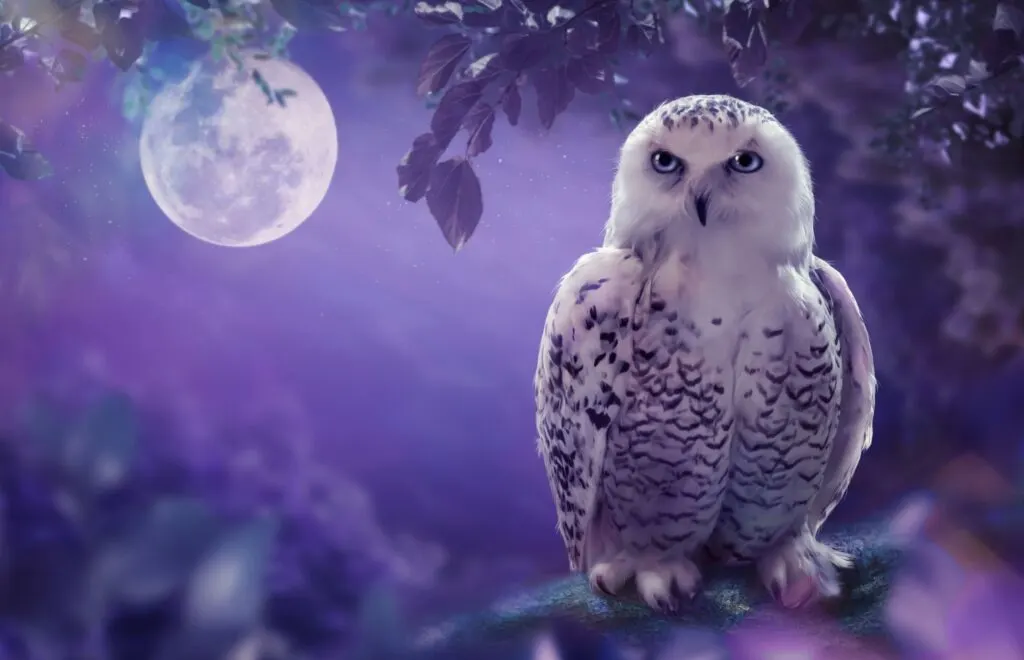 The Symbolism of Seeing an Owl
