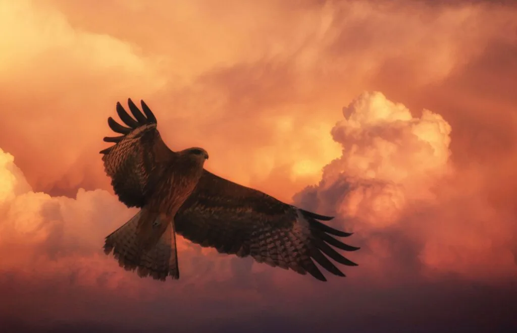 Symbolism of the Hawk
