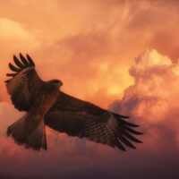 symbolism of the hawk