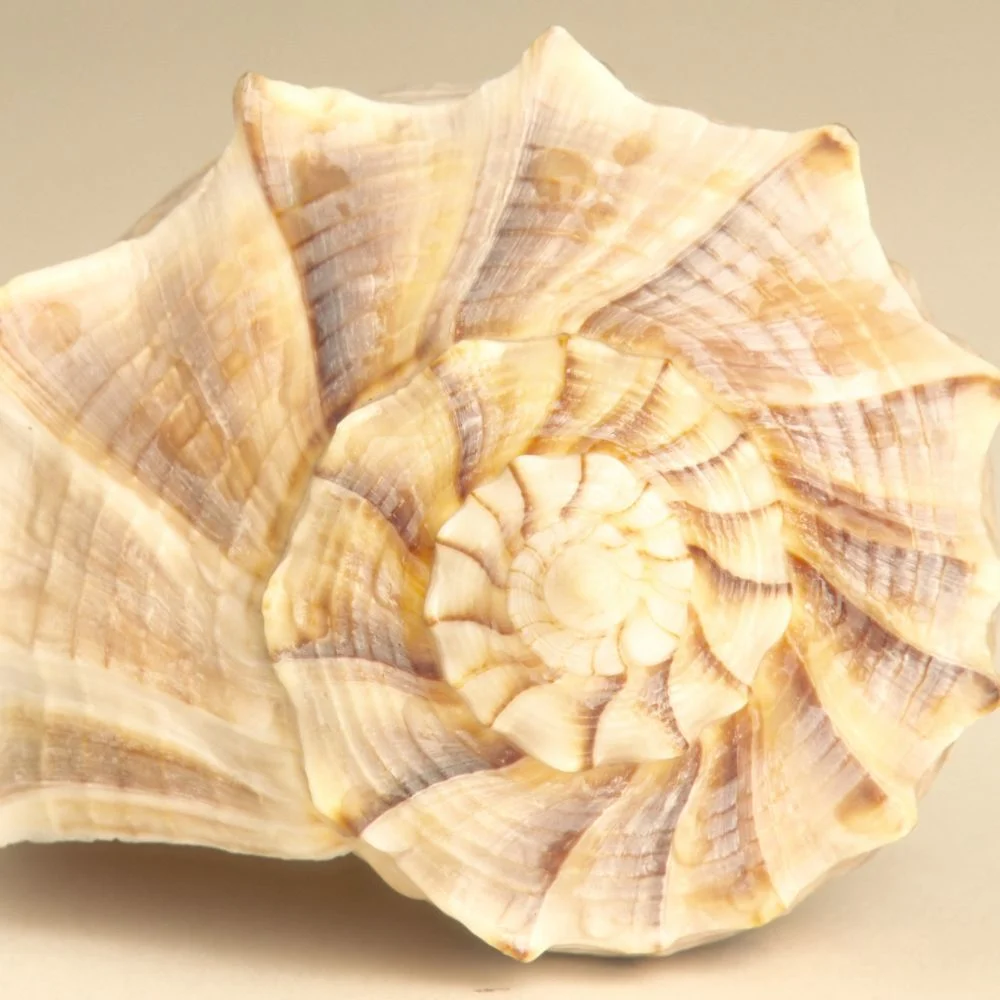 A close-up of a spiral seashell with beige and light brown tones, showcasing natural patterns often used in shell divination or symbolism.