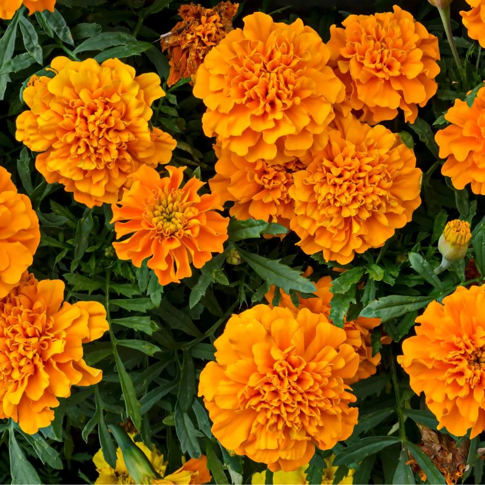 Yellow Marigold