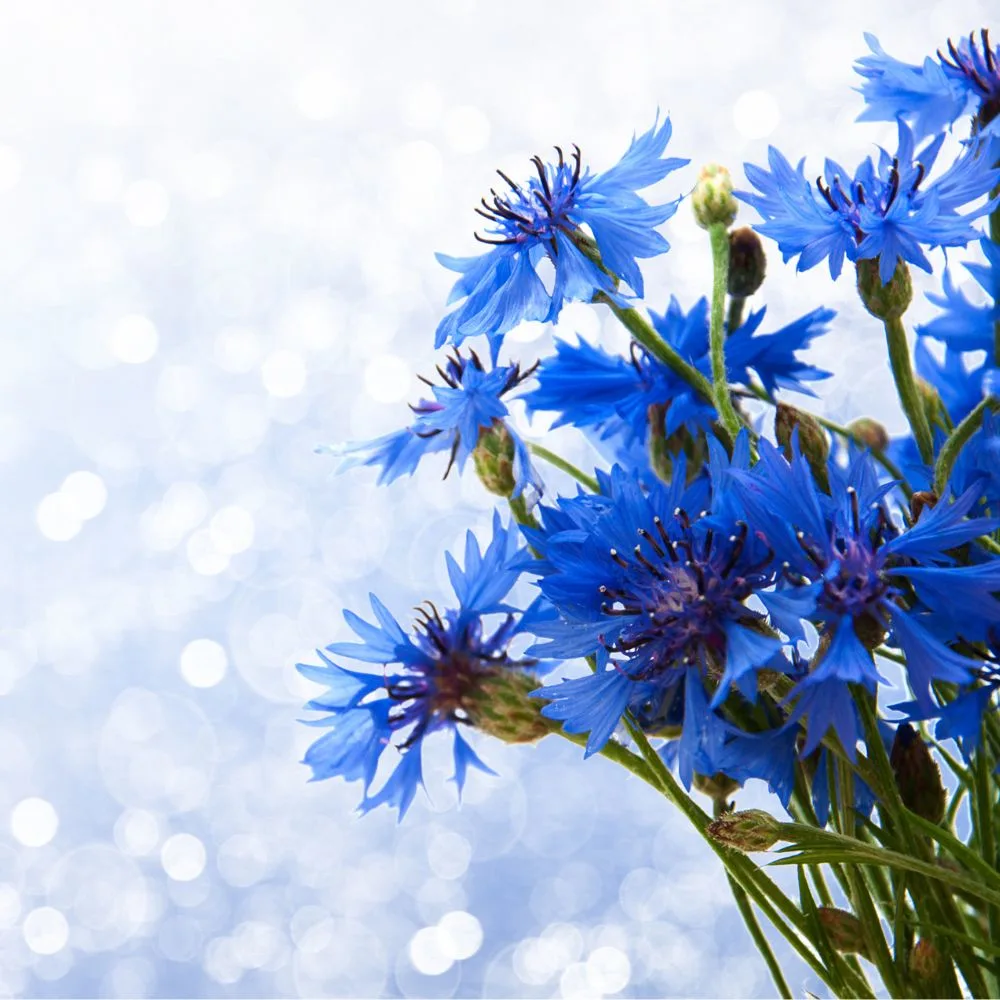 Cornflower