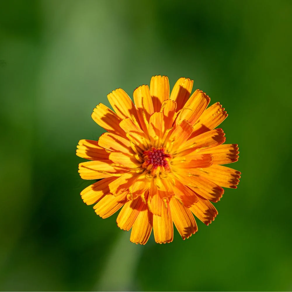 Hawkbit