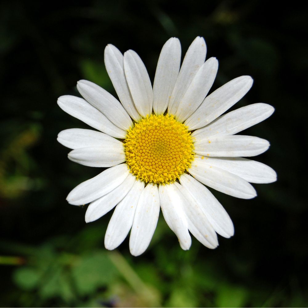 Oxeye Daisy
