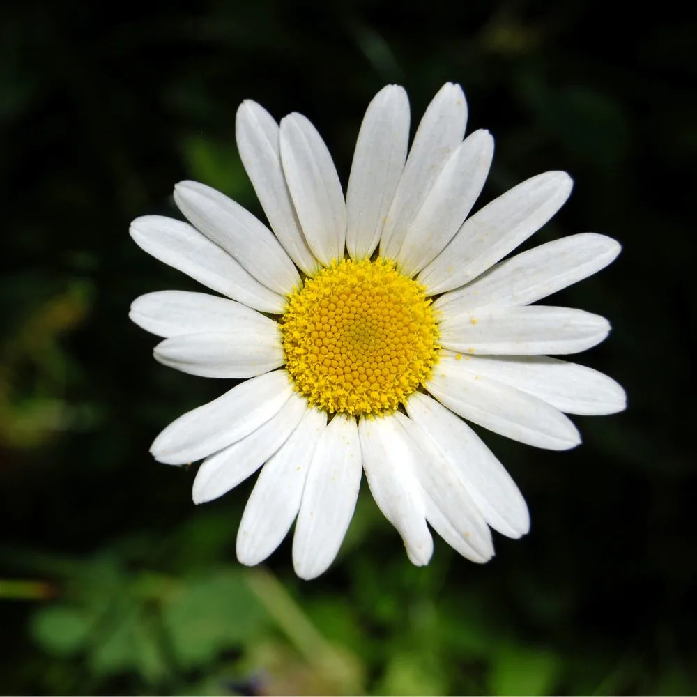 Oxeye Daisy