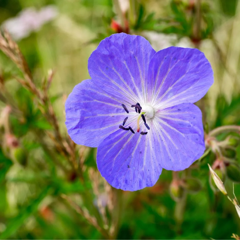 Meadow Cranesbill