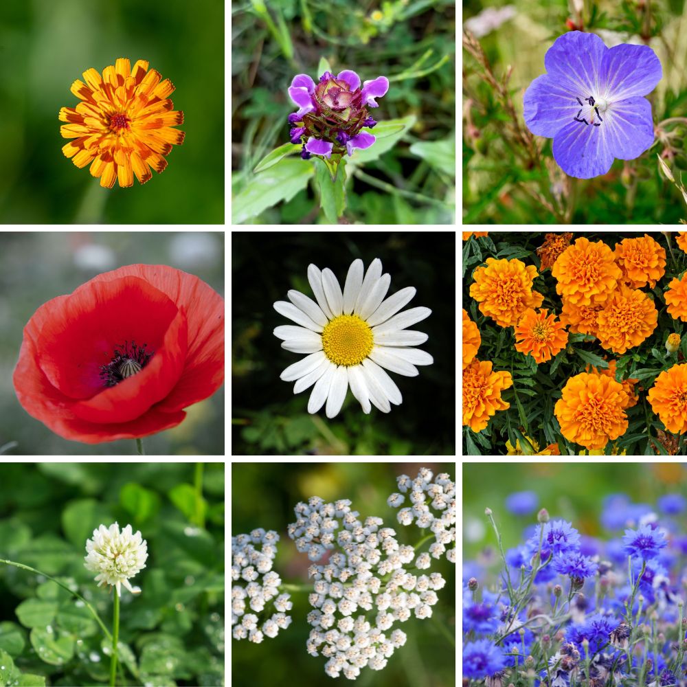 Lammas Flowers