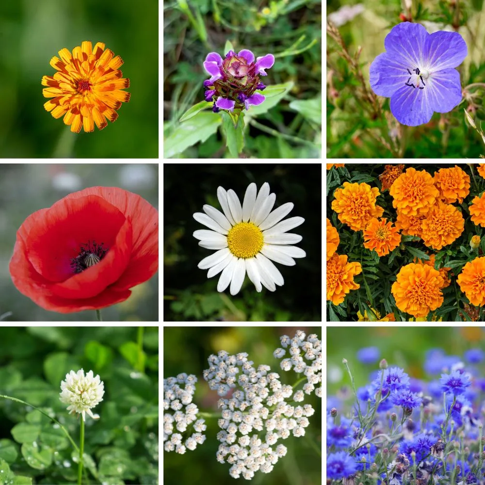 Lammas Flowers