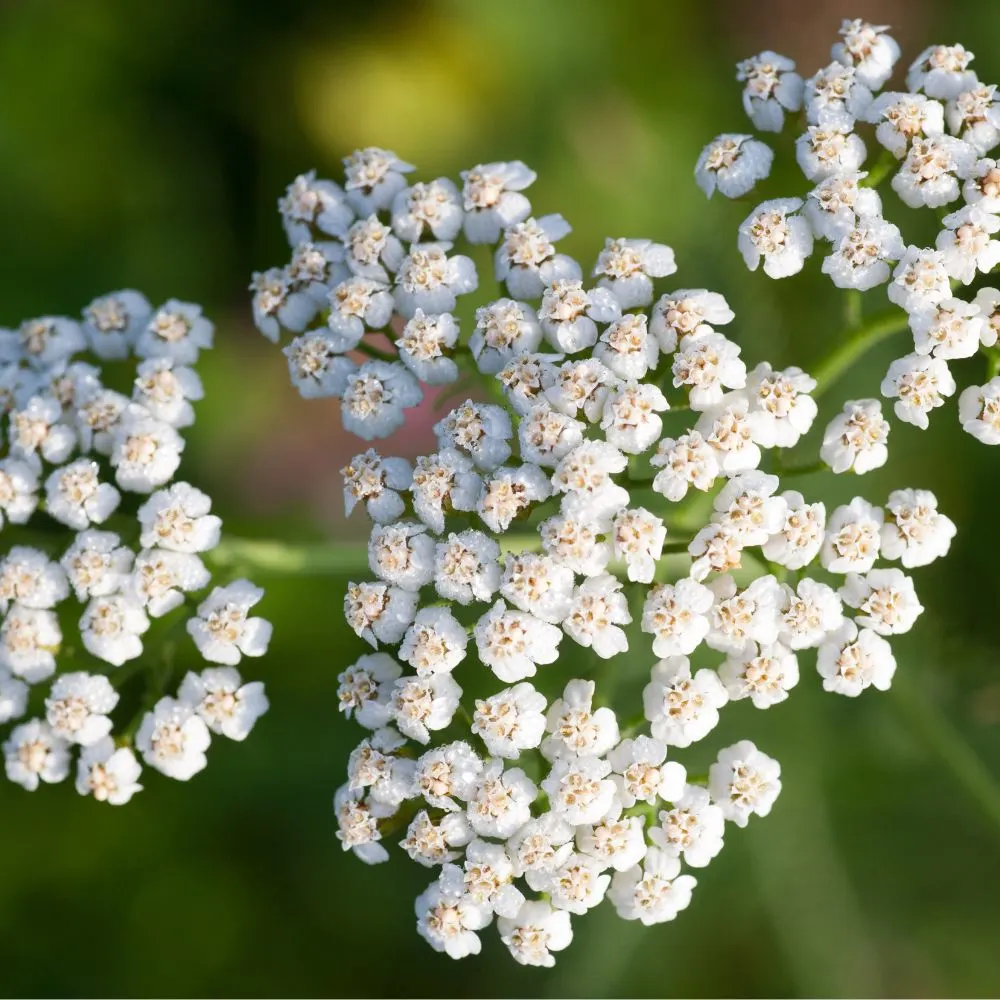 Yarrow