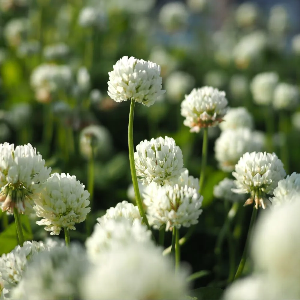 White Clover
