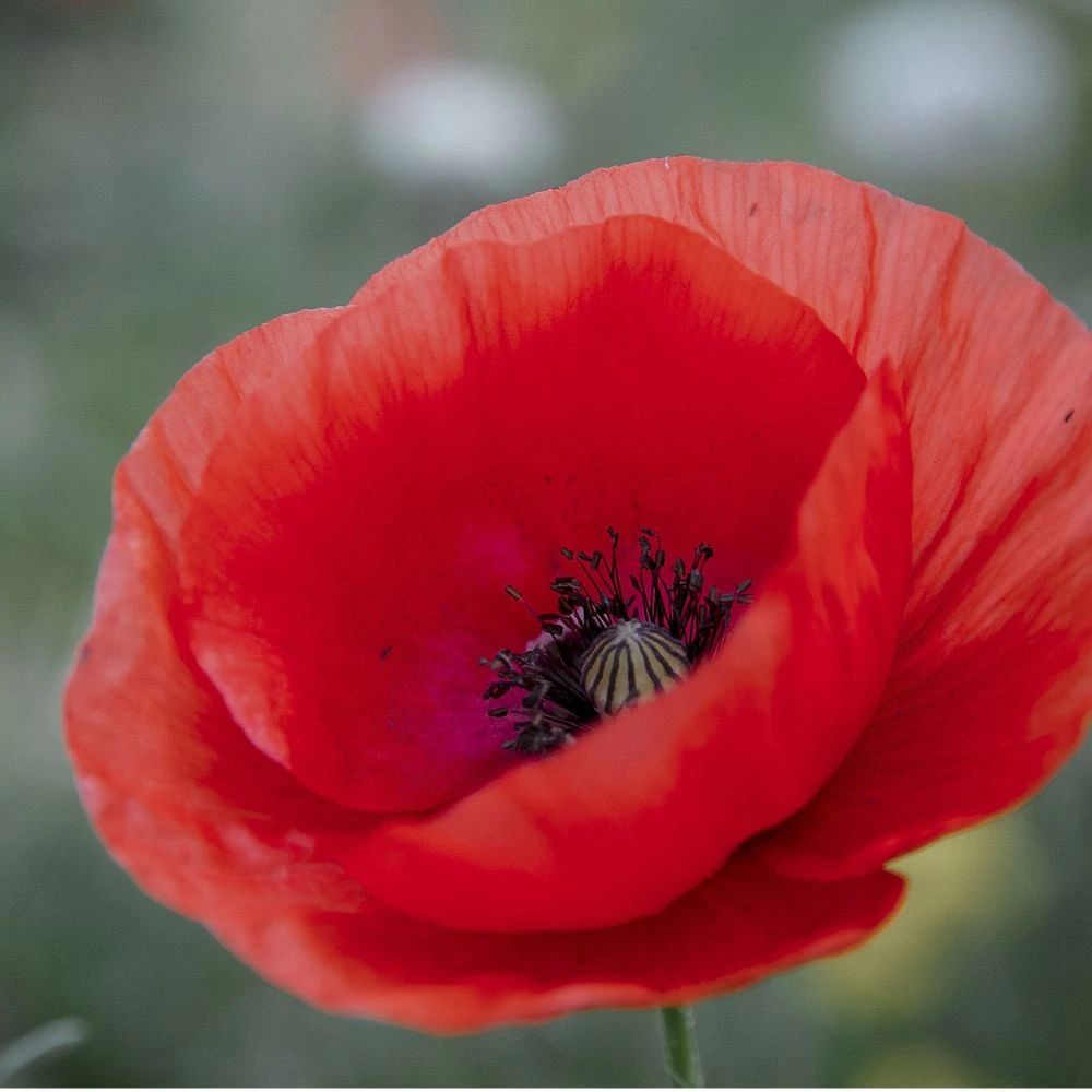 Poppy